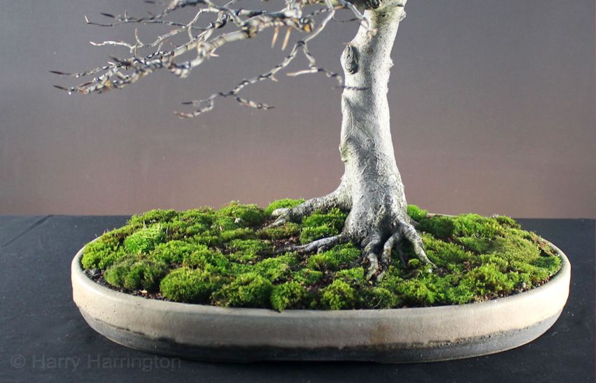 beech bonsai